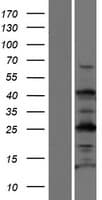 TEX35 / C1orf49 Protein (Over-Expression Lysate Myc-DDK (Flag))