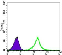 CTNNB1 / Beta Catenin Antibody (clone 4D5)