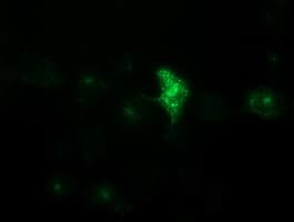 Monoclonal Mouse anti-Human GPR49 / LGR5 Antibody (clone OTI7H7, Carrier-free, aa250-550, IF, WB)