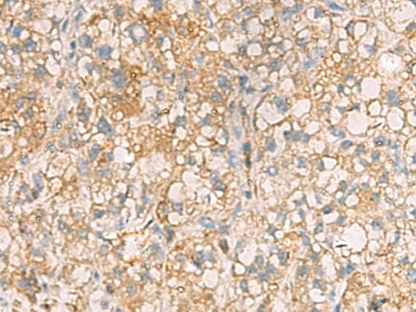ANXA13 / Annexin XIII Antibody
