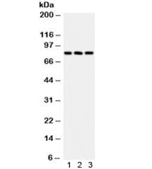 Calcineurin Antibody