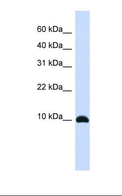 ID / ID1 Antibody (C-Terminus)