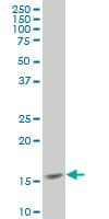 MED21 Antibody (clone 3E9)