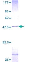 Human CETN2 / Centrin 2 Protein (Recombinant GST)
