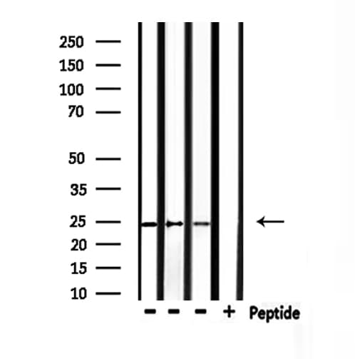 RHOF Antibody