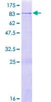 Human ZFP82 / ZNF545 Protein (Recombinant GST)