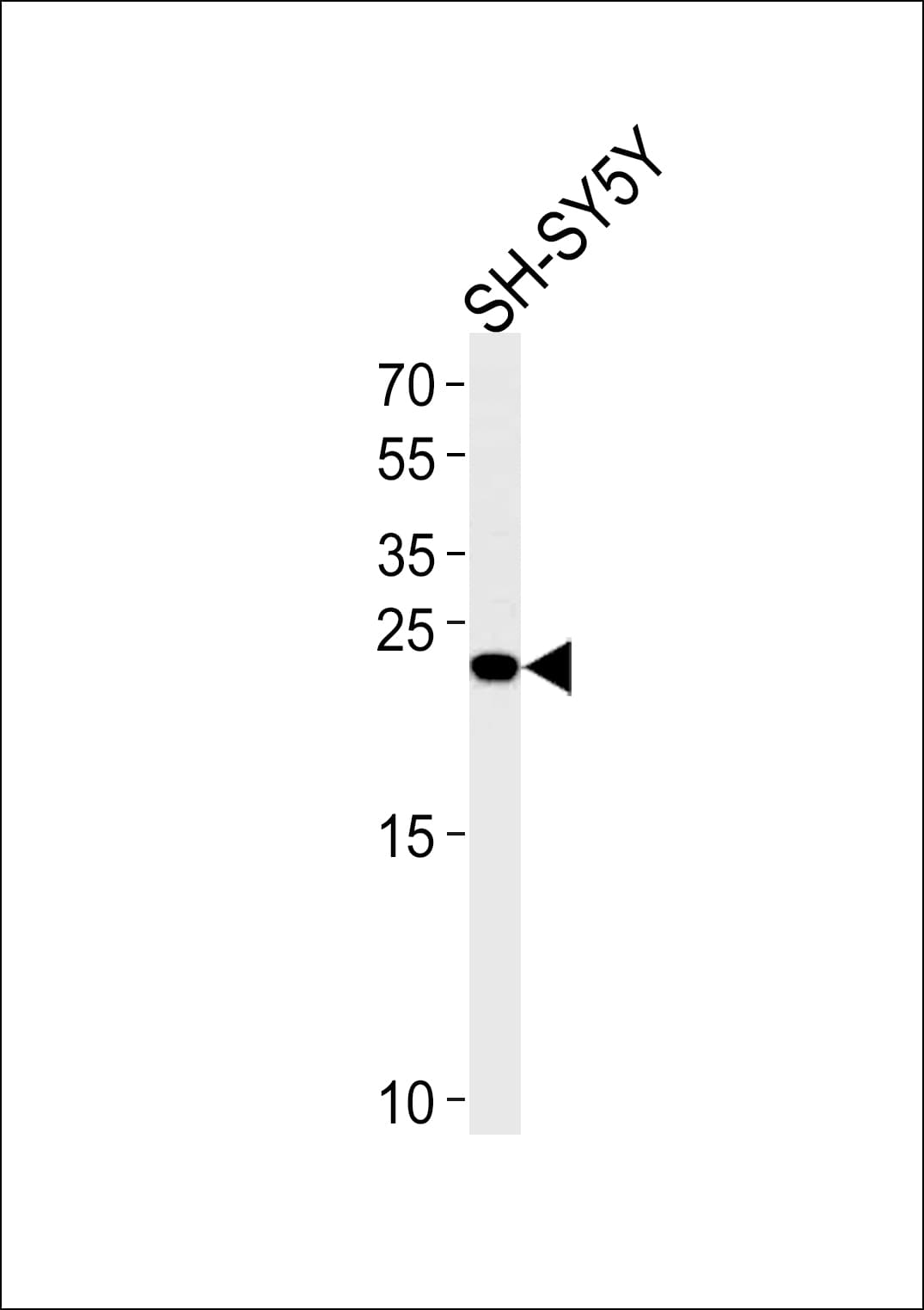 IHC-plus™ REG3G Antibody (aa89-116)