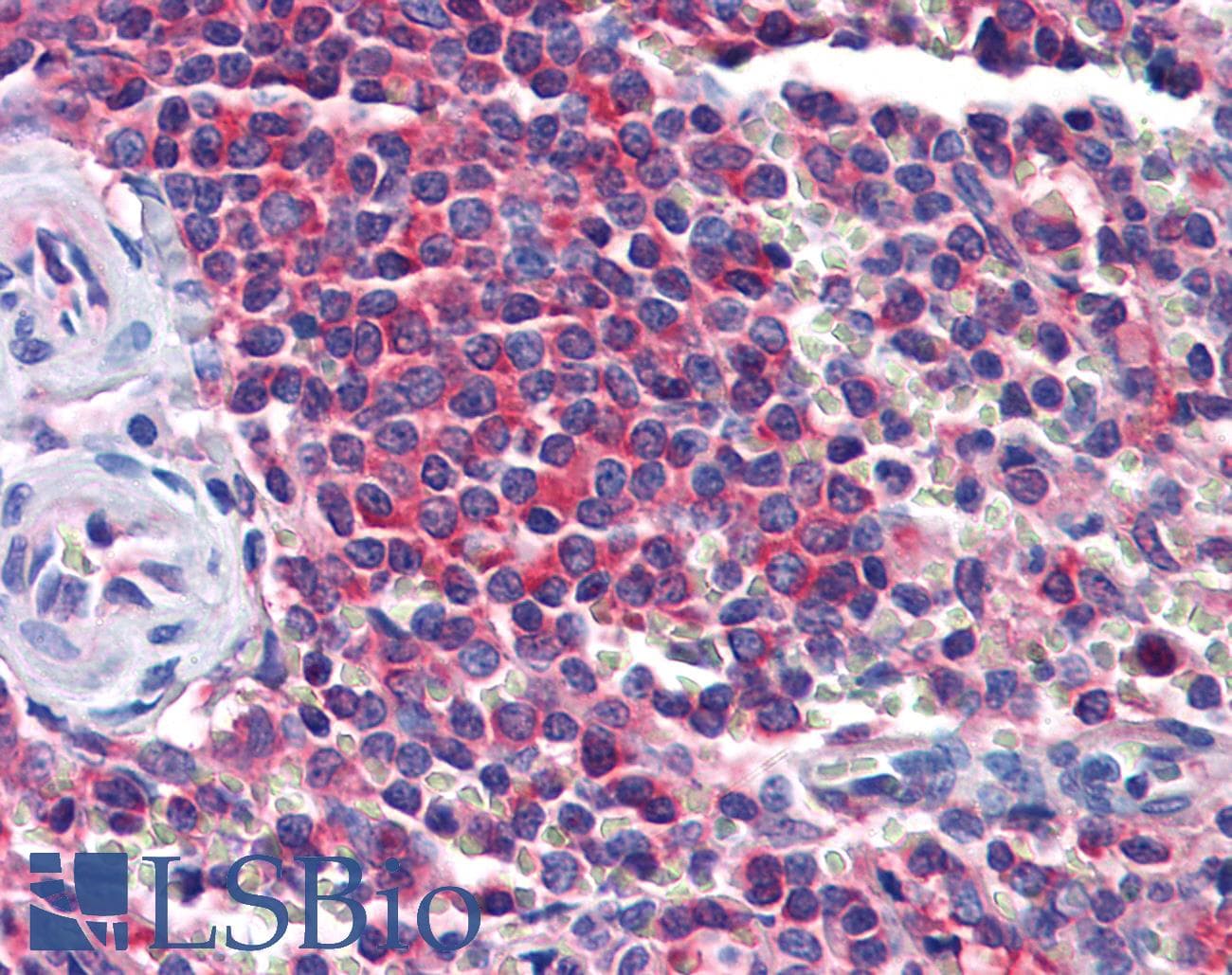 IHC-plus™ STI1 / STIP1 Antibody (clone 2E11)