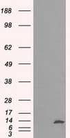 ID3 Antibody (clone OTI4D1)