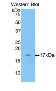 ADAMTS7 Antibody (aa444-575, Cy3)