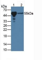 PPARG / PPAR Gamma Antibody (Biotin)