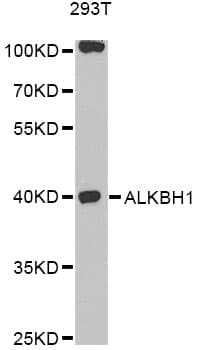 Polyclonal Rabbit anti-Human ALKBH1 / ALKB Antibody (IF, WB)