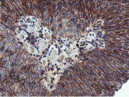 NPTN / SDR1 Antibody (clone OTI2D4)