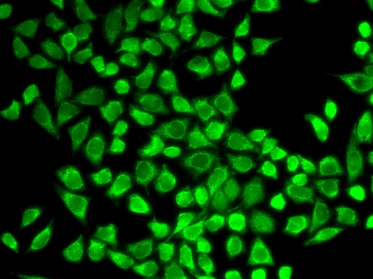 IHC-plus™ IL7R / CD127 Antibody