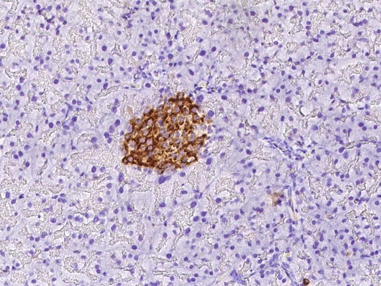 Insulin Antibody (clone 14, Preservative Free)