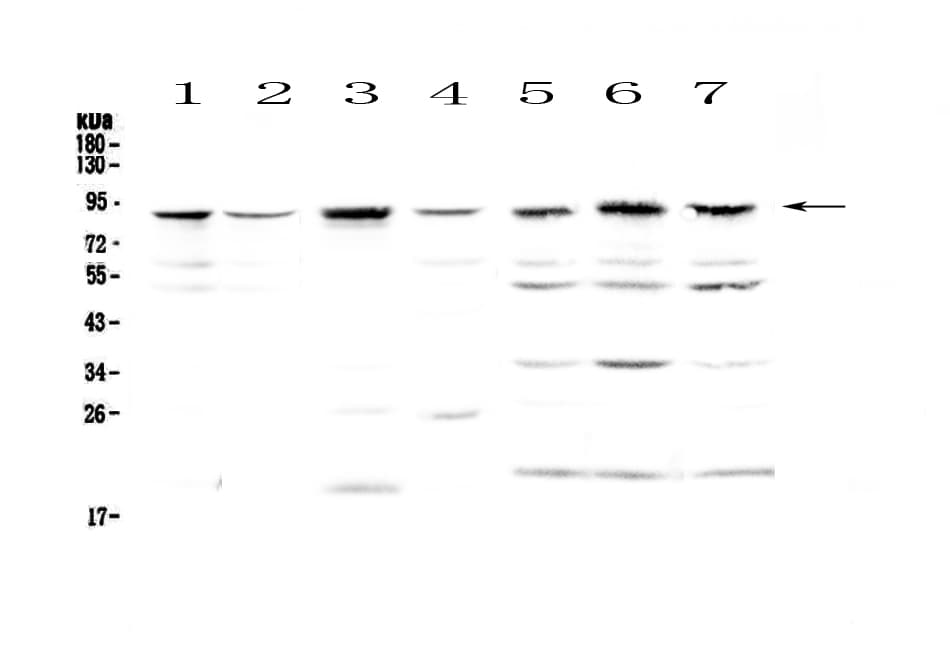 BAP1 Antibody