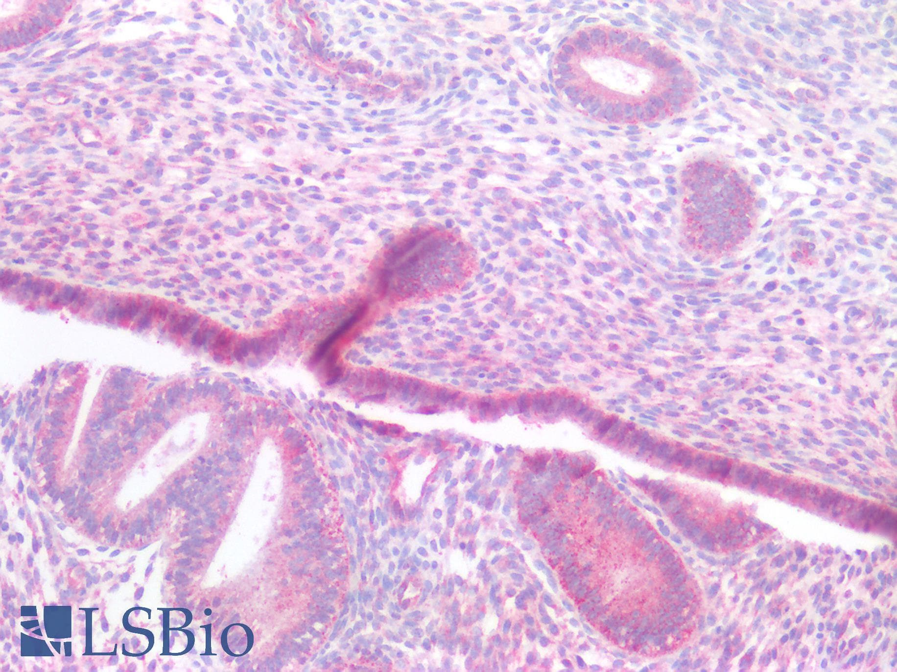 PathPlus™ SLC9A3R1 / NHERF1 / EBP50 Antibody (N-Terminus)