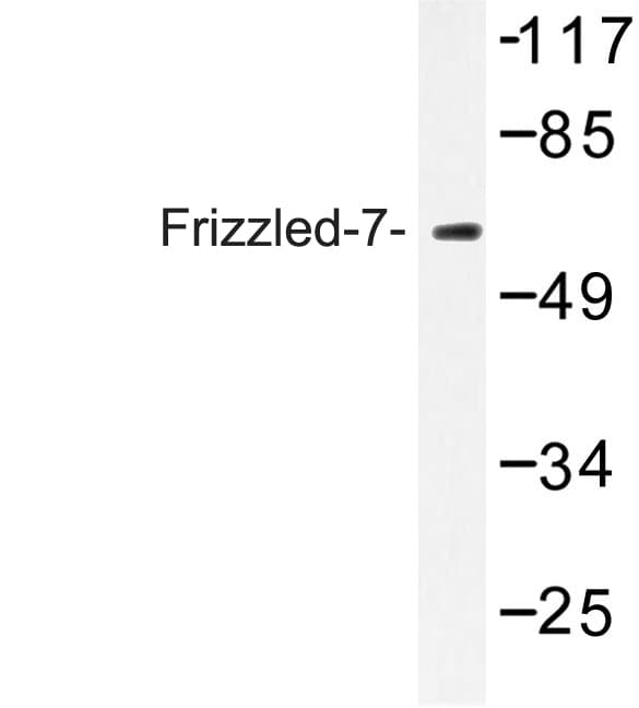 FZD7 / Frizzled 7 Antibody (Tyr87)