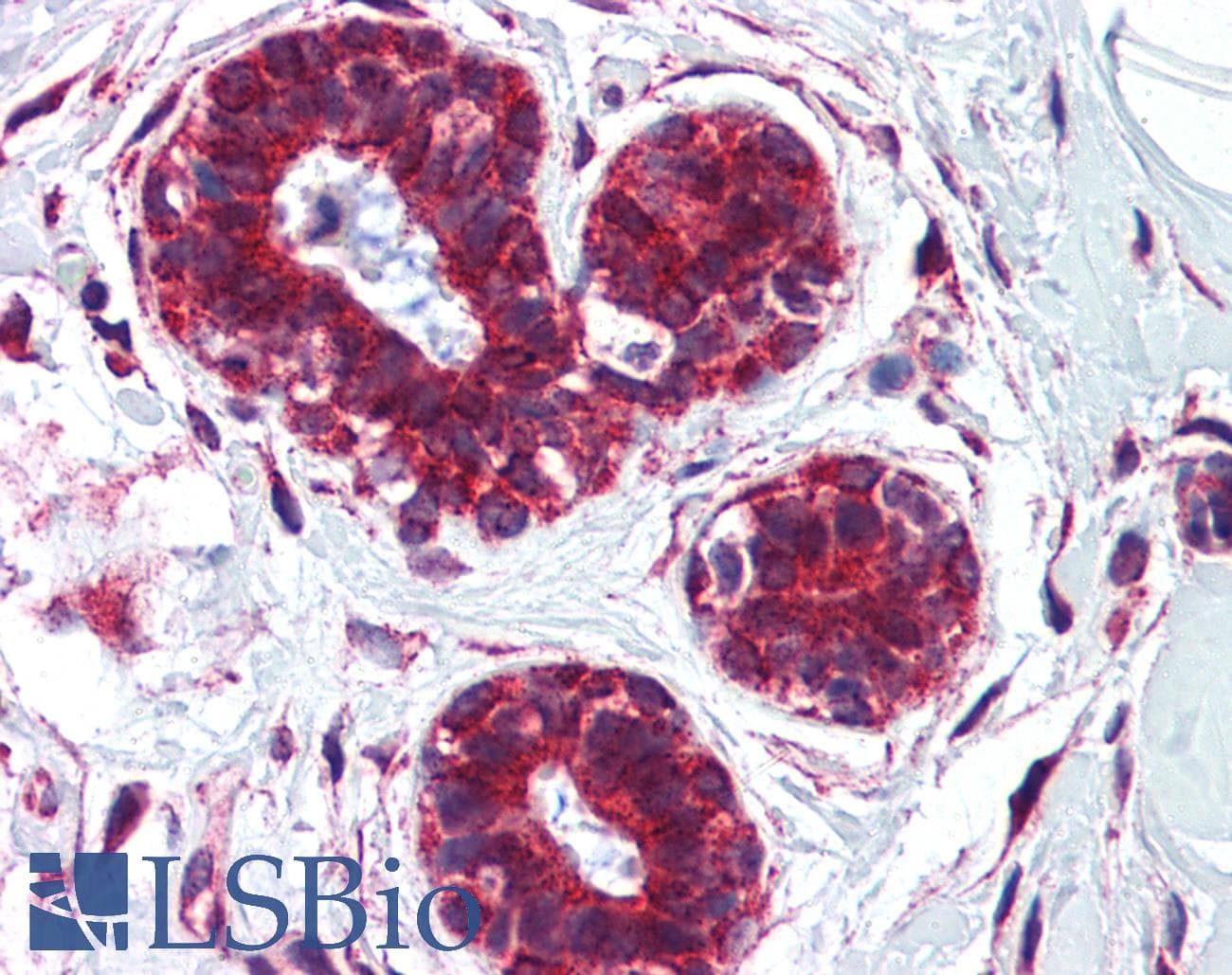 CKAP4 Antibody (aa216-265)