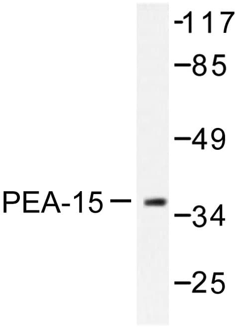 PEA15 / PEA-15 Antibody (Asp110)