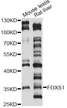 FOXS1 Antibody