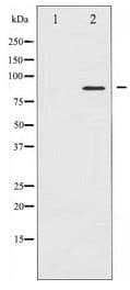 Polyclonal Rabbit anti-Human STAT5A Antibody (IHC, WB)