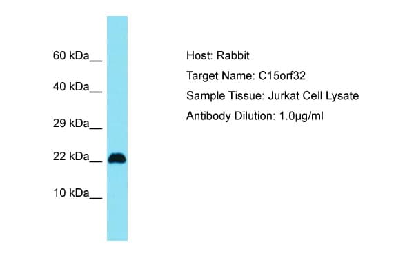 C15orf32 Antibody (aa28-77)