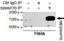 SWAP70 Antibody