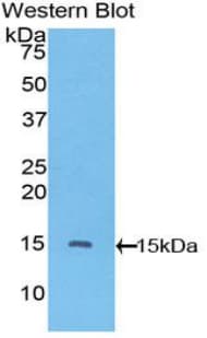 VEGFC Antibody (aa108-223)