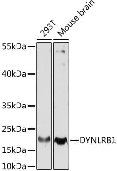 Polyclonal Rabbit anti-Human DYNLRB1 Antibody (WB)