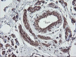 ESRRG / ERR Gamma Antibody (aa24-263, clone OTI1E5)