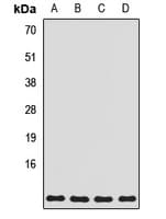 ATPase Subunit G / ATP5L Antibody