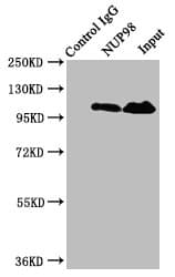 NUP98 Antibody