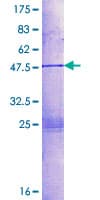 Human DHAND / HAND2 Protein (Recombinant GST)