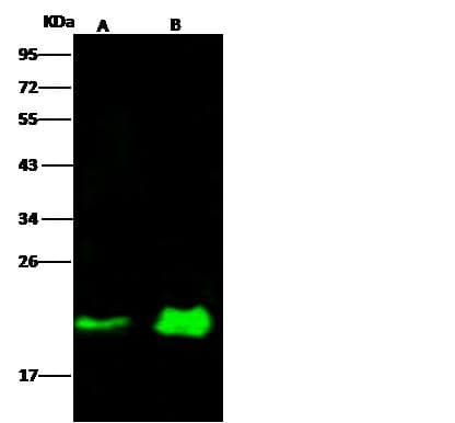 NRAS / N-ras Antibody (clone 06, Preservative Free)