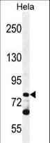 PCDHB10 Antibody (aa766-794)