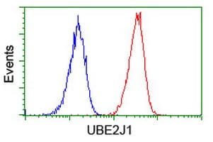 UBE2J1 Antibody (clone OTI2G2)