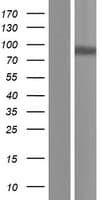 ADAM18 Protein (Over-Expression Lysate Myc-DDK (Flag))
