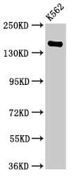 IHC-plus™ FGD6 Antibody