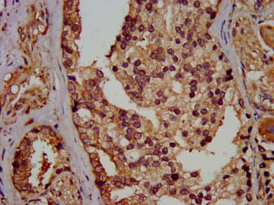 Polyclonal Rabbit anti-Human EIF3G Antibody (aa2-320, WB)