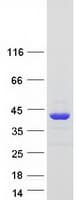Human SAE1 Protein (Recombinant Myc-DDK (Flag))