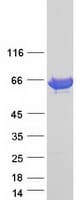 Human STI1 / STIP1 Protein (Recombinant Myc-DDK (Flag))