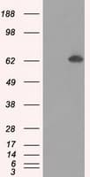 GBP2 Antibody (clone OTI3B8)