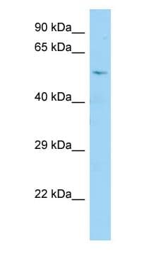 CDC25A Antibody (aa51-100)