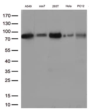 ASH2L / ASH2 Antibody (aa347-628, clone OTI2H3)