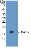LY96 / MD2 / MD-2 Antibody (aa19-160, APC)