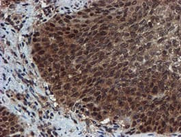PSMA6 Antibody (clone OTI4C9, Carrier-free)