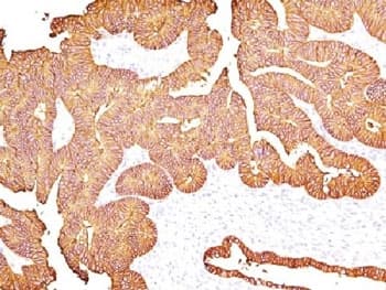 EPCAM Antibody (clone 323/A3, Azide-free, BSA-free)