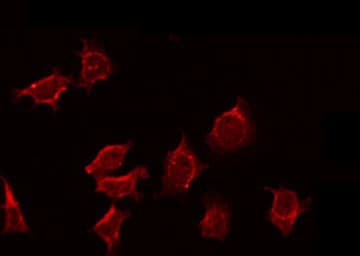 Polyclonal Rabbit anti-Human NEURL1 / NEURL Antibody (IF, WB)