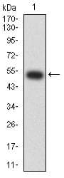 CHRNB2 Antibody (clone 2D12A2)